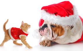 Image result for animals at christmas