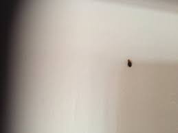 Do Bed Bugs Crawl On Walls Bedbugs