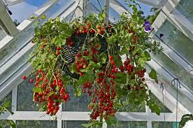 Hanging Basket Tomatoes 8 Best