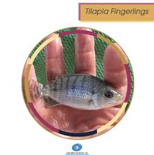 what are tilapia fingerlings