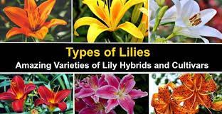 lily hybrids and lily cultivars