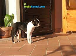 boston terrier puppy dog kennel