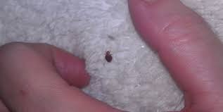 how to identify bedbugs and distinguish