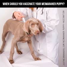 When Should You Vaccinate Your Weimaraner Puppy