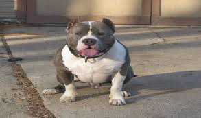 Exotic Bully The Popular Expensive List Of Exotic Dog