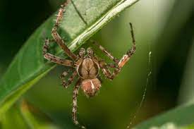 Get Rid Of Wolf Spiders The Best Way