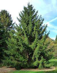 25 best evergreen trees for privacy and