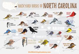 backyard birds of north carolina bird