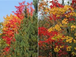 acer rubrum trees vary in the degree of