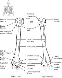 bones of the upper limb anatomy