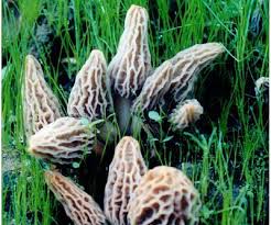 27 Magical Mushroom Gifts That Mushroom