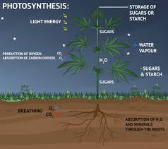 Using glucose to generate atp. Photosynthesis What Happens During The Dark Phase Sensi Seeds