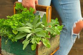Benefits Of Planting A Home Herb Garden
