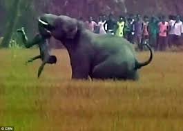 Image result for Wild elephant kills 35-year-old man