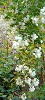 Symphoricarpos rivularis