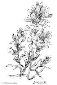 Indian Paintbrush Flower Coloring Pages