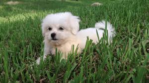 When i've been away, she gets so excited to see me she nearly wags her little tail off and pees herself with excitement! Beautiful White Maltese Shih Tzu Mix Mal Shi Pups For Sale In Florida Danny Micheline S Pups