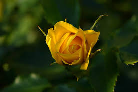 hd wallpaper yellow rose blurred