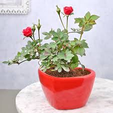 send blooming red rose plant