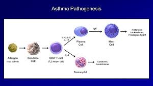 Asthma And Copd Pathogenesis And Pathophysiology