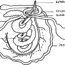 digestive tract the small intestine