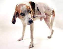 Resultado de imagen para imagenes de dermatosis en la piel de los perros