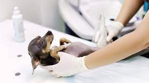 colitis in dogs symptoms treatment