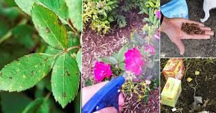 15 diy rose fertilizers and remes
