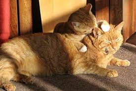 One day, two brother kittens, whose names were moning and muning rajah soliman went ahead and reached lanao to fight. Why Do Cats Groom Each Other And Then Fight