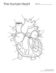 Printable Heart Diagram Under Fontanacountryinn Com