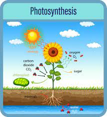 photosynthesis with plant and cells