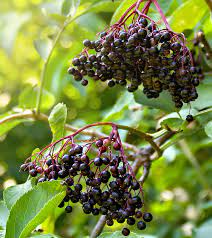 14 health benefits of elderberry uses