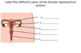 In conjunction with blank diagram of human reproductive systems / final exam the diagram is as follows: Male Female Reproductive System Diagram Label Worksheets Differentiated Teaching Resources