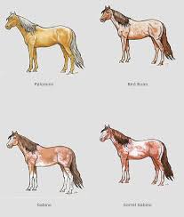Wild Horse Body Color And Markings Chart For Identification