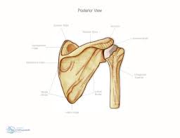 Clavicle fracture with broken collarbone vector illustration. Bones Joints Of The Shoulder Orthopaedic Hywel Williams