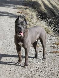 Their name roughly translates to bodyguard in latin, so it's no wonder that these fearsome dogs have been used as guardians throughout the ages. Cane Corso Puppy Dog For Sale In Houston Texas