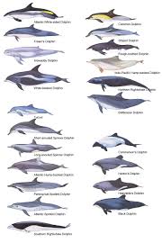 Dolphin Chart Of Different Types Dolphins Ocean