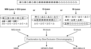 Alginate Sequencing: An Analysis of Block Distribution in Alginates Using  Specific Alginate Degrading Enzymes | Biomacromolecules