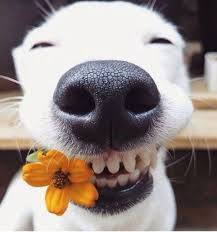 Image result for happy dog