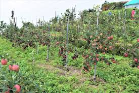 Agriculture in india by state or union territory. Natural Farming A Small But A Good Beginning By Apple Growers In Hp