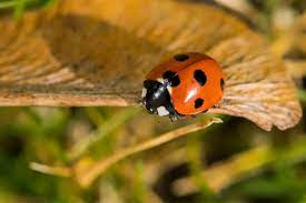 do ladybugs damage plants know the