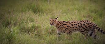 Video taken by me in the serengeti national park(tanzania) on 01 march 2009. Serval African Wildlife Foundation