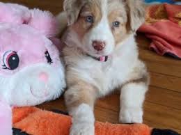 Mar 17, 2008 by colby 2 comments. Australian Shepherd Puppy Emma Petsforhomes