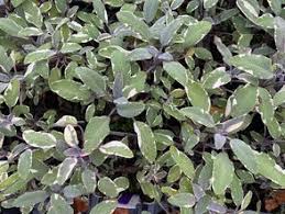 stachys byzantina silver carpet plant