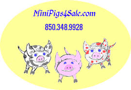 Buy Mini Pig Starter Kit Welcome Home Piggie Kit