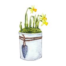 watercolor narcissus flowers