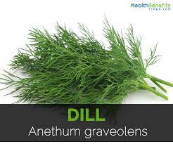 dill facts health benefits and