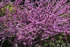 Visit our suppliers directory to locate businesses that sell native plants or seeds or provide professional landscape or consulting services in this state. Top Flowering Trees For Texas Early Spring Bloomers Blog Preservation Tree Services Dallas Fort Worth Tx