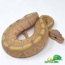 ball python care sheet t habitat