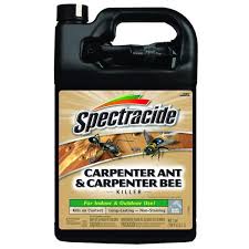 carpenter ant and carpenter bee